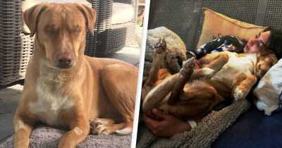 Pet Owners Chose To Give Up On Blind Dog After They Got His Eyes Removed To Treat Infection