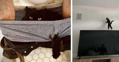 "What&rsquo;s Wrong With Your Cat?" Subreddit Group Where Proud Cat Owners Share Their Babies' Pictures To Prove Whose Cat Is The Craziest