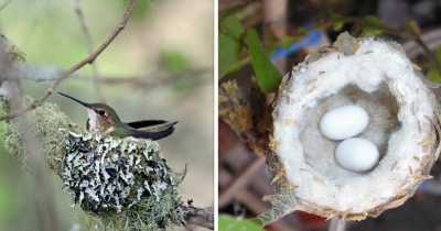 Hummingbird Nests Are As Small As A Thimble And Have The Highest Mass-Specific Metabolic Rate