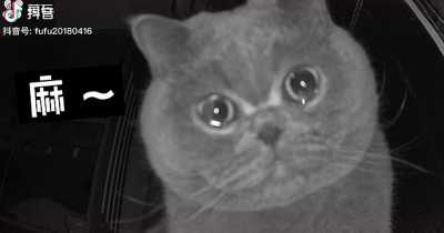 Heartbreaking Video Shows Cat Crying Into Security Camera After Being Left Behind For The Holidays