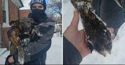 Family Chained Their Unwanted Dog Outside During A Blizzard