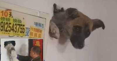 Dog Gets Trapped In A Wall While Trying To Hide From Firecracker Bangs