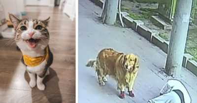 Cat Falls From Sky Onto Man&rsquo;s Head Knocking Him Out Before It Is Cornered By Man's Unimpressed Dog
