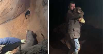 Deaf Dog Missing For 30 Hours Found In 20ft Rabbit Hole After Vanishing On Walk