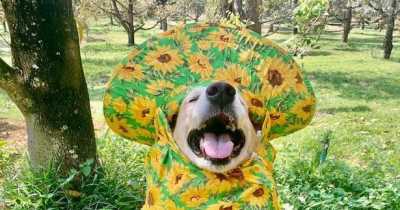 Golden retriever Becomes Online Sensation For Selling Fruits On His Family's Farm In Adorable Outfits