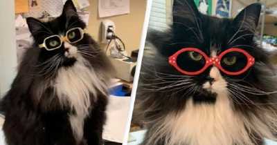 One Optician Hired A Kitty To Make Kids Feel Less Lonely While Getting Glasses