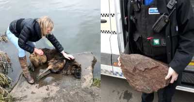 A Woman Who Horrifically Tried To Drown Her Dog With A Stone Only Gets Fined &pound;80