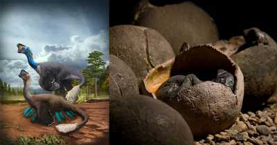 Jurassic Park 2.0? Archaeologists Made Massive New Discovery Of Dinosaur Embryos In China