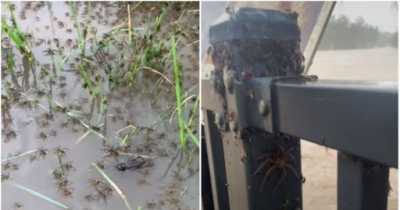 Spiders And Snakes Swarm Towards Australian Homes As They Flee Floods