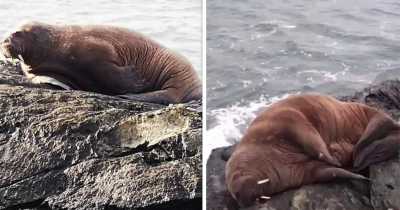 Arctic Walrus Takes A Nap On An Iceberg, Wakes Up In Ireland For The First Time In 17 Years