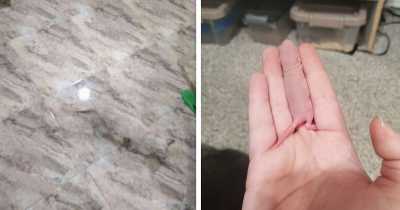 29 Times Things Accidentally Blended Into Each Other And Our Eyes Now Need A Rest