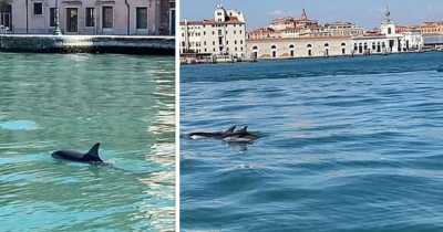 Two Dolphins Swim-up Venice Canal In Exceptionally Rare Sighting