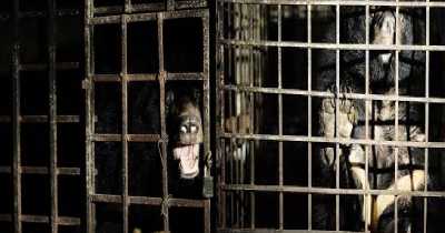 Bears Rescued From A Horrific Bile Farm In Vietnam After 17 years