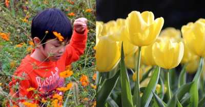 A Six Year Old Black Boy Was Arrested For Picking Tulip From Someone's Yard
