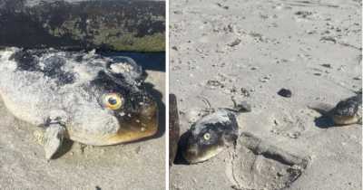 Hundreds Of Pufferfish Were Found Washed Ashore On Muizenberg Beach In Cape Town