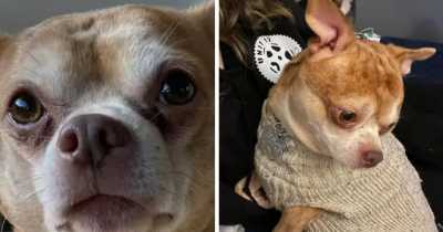Prancer, The 'Demonic' Chihuahua Who Went Viral, Finds His Forever Home