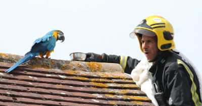 Foul-Mouthed Parrot Trapped On Roof Keeps Telling Firefighters To "F**k Off"