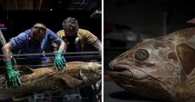 'Extinct Fossil Fish' Dating Back 420 Million Years Found Alive in Madagascar