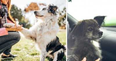 Pandemic Pets Are Being Returned Months After Their Adoption
