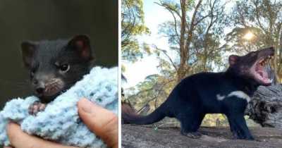 Wild Tasmanian Devils Born In Australia For The First Time In 3,000 Years