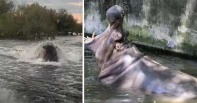 Angry Hippo Glides Through The Water As It Forced Sightseers Out Of Its Territory