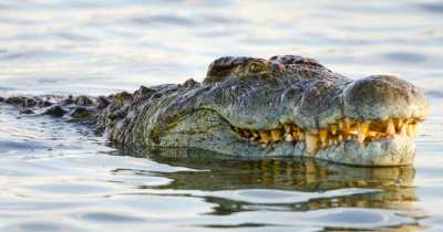 Enormous Crocodile Which Is Rumored To have Eaten '300 People' Is Still on The Loose