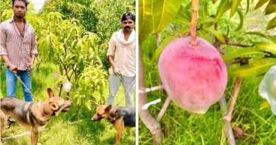 Farmers Who Accidentally Grew 'World's Most Expensive' Mangoes Forced to Hire Security