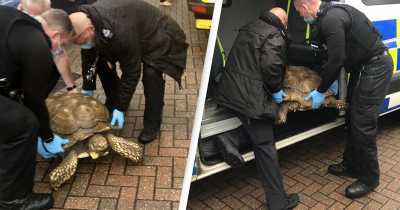 Giant Tortoise, 35, Gets Arrested By Police For Managing To Escape Home Without Breaking The Fence