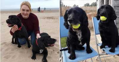 Bartender Who Treats Her Dogs Like Her Kids Allows Them To Pick Her Potential Romantic Partners