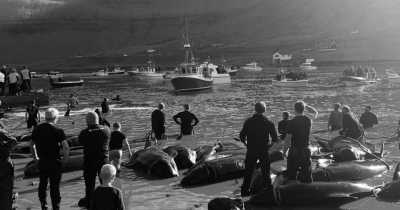 Heartbreaking: Faroe Islands Slaughter Hundreds of Whales In Cruel Tradition