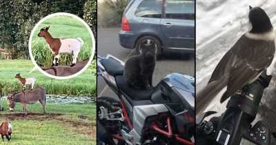 The Most Bizarre Spots Animals Can Claim As Their Own To Relax