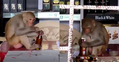 Monkey Jumps Into Shop, Steals Booze And Drinks It