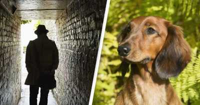 Uk Dog Owners Warned About Thieves Stalking Out Parks And Luring Puppies