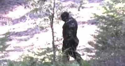 Bizzare Footage Allegedly Reveals Recent Sighting of Bigfoot In Idaho