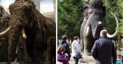 Firm Raises $15m To Bring Back Woolly Mammoth From Extinction