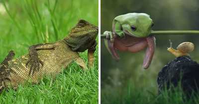 21 Stunning Pictures Showing Reptiles Enjoying And Relaxing Under The Sun