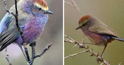 This Rainbow Bird Is Called The White-Browed Tit-Warbler And That Might Be The Silliest Name You&rsquo;ve Heard