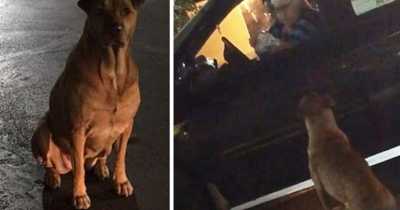 'Gold Digging' Dog Pretends To Be A Stray For Hamburgers At McDonald's