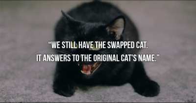 Man Confesses That He Swapped Wife&rsquo;s Cat Years Ago And She Still Hasn&rsquo;t Realised