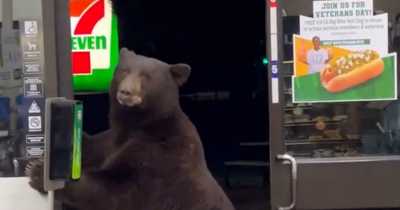 Bear Enters 7-Eleven, Uses Hand Sanitizer As Working Woman Cries With Shock And Terror