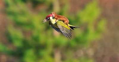 Magical Moment When Baby Weasel Goes On A Ride On Woodpecker&rsquo;s Back