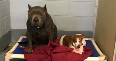Adorable Pit Bull Helps Tiny Blind Friend To Explore The World And Never Leaves His Side