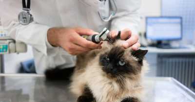 Boss Berates Employee Over Dying Cat, &lsquo;Over Two Dozen&rsquo; Employees Resign From Job