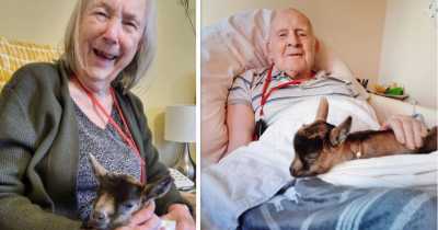 Elderly Care Home Residents Enjoy Christmas Cuddles With Baby Goats