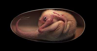 66-Million Year Old Well Preserved Dinasour Embryo Discovered Inside Fossilised Egg