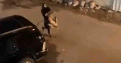 Bizarre Wild Footage Shows Girl Catching Escaped Lion And Casually Carrying It Down The Street