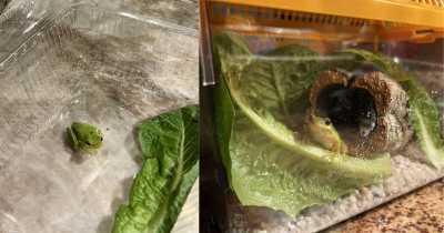 Man Finds Tiny Baby Frog In His Salad Box, Raises Him And Gives Him Snacks And Bath