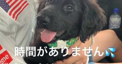 Woman Arrested For Crowdfunding Vet Bills For Dog That Was Already Dead