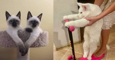 The Purrfect Weekend Is Spent With Cats