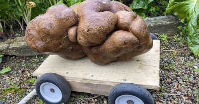 &ldquo;Doug&rdquo;, The World&rsquo;s Largest Potato Is Sent For DNA Testing In Scotland